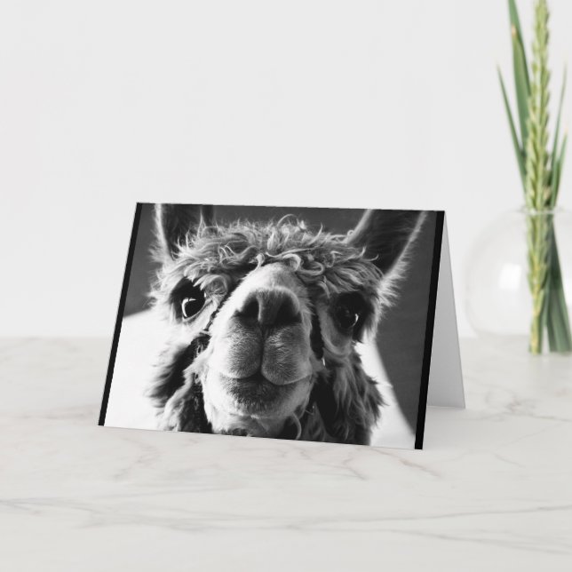 Carte Alpaca (Devant)