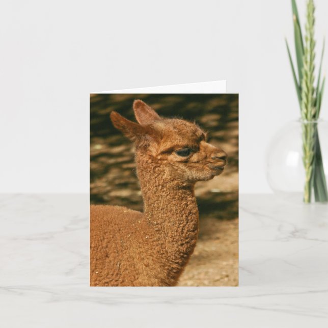 Carte Alpaca Cria (bébé) - "Papa's Surprise" (Devant)