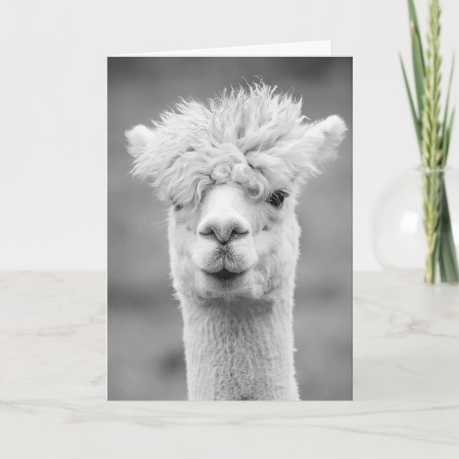 Carte Alpaca en noir et blanc, Anniversaire (Devant)