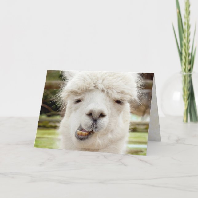 Carte Alpaca Funny (Devant)