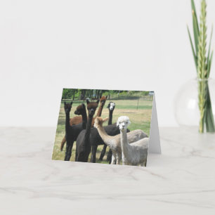 Carte Alpaca Greetings