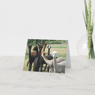Carte Alpaca Greetings