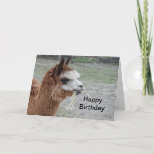 Carte Alpaca Manger Hay Animal Photo Anniversaire