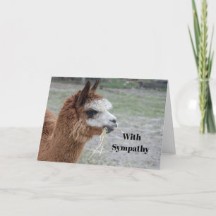 Carte Alpaca Manger Hay Animal Photo Sympathie