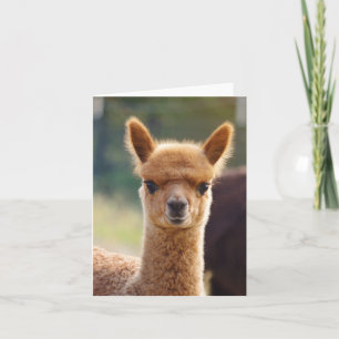 Carte Alpaca Note Card
