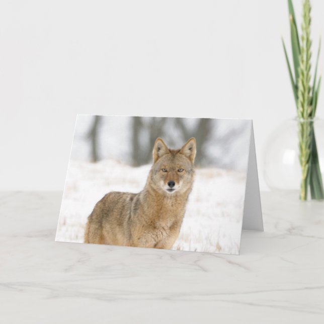 Carte Alpha Homme Coyote (Devant)