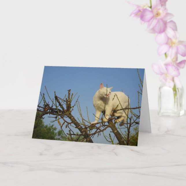 Carte Amandiers à Escalades de chaton blanc (Orchidée)