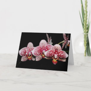 Carte Amants d'orchidée bien choisis
