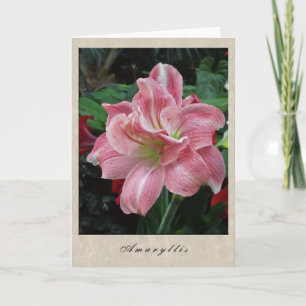 Carte Amaryllis
