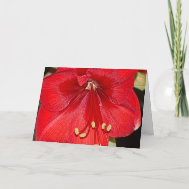 Carte Amaryllis (Devant)