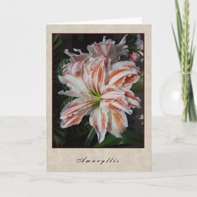 Carte Amaryllis (Devant)