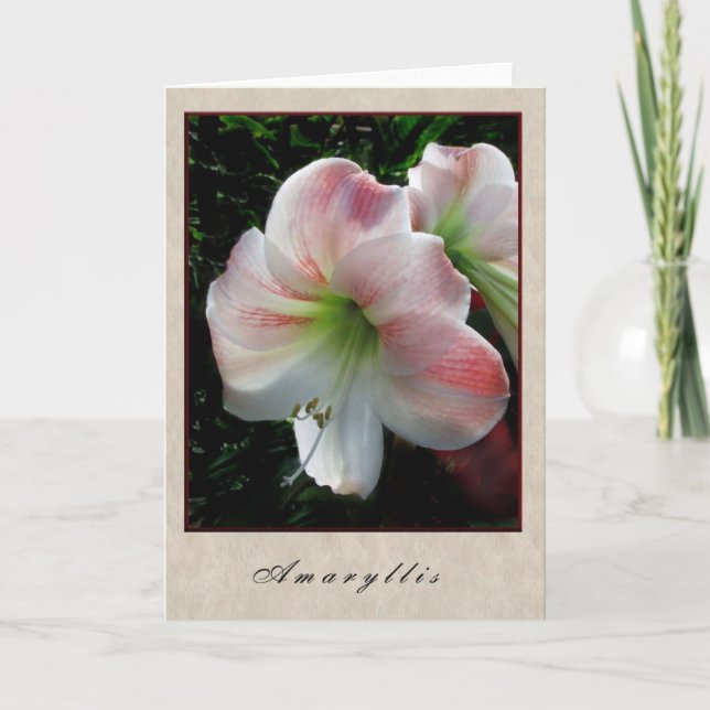 Carte Amaryllis (Devant)