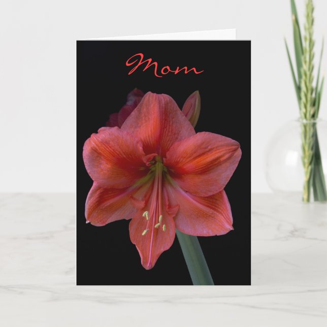 Carte Amaryllis le jour noir de mère (Devant)