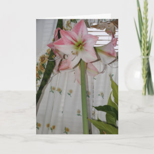 Carte Amaryllis rose, Pensée pour toi