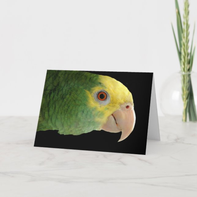 Carte Amazon Double Yellowhead (Devant)