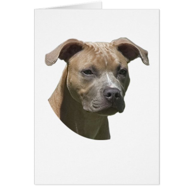 Carte américaine de Terrier (APBT) de pitbull (Devant)