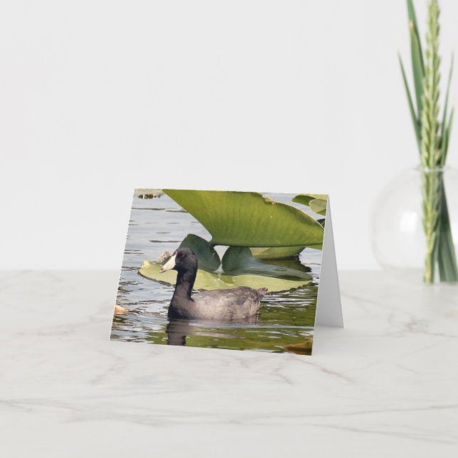 Carte American Coot Photo Folded Note Card (Devant)