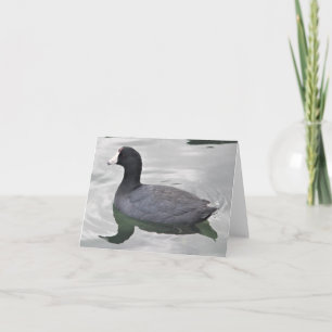 Carte American Coot Photo Folded Note Card