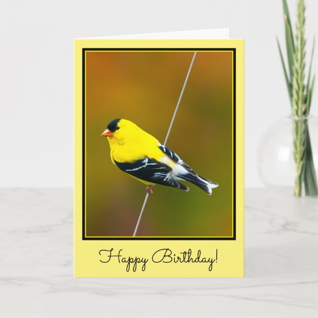 Carte American Goldfinch - Photo originale (Devant)