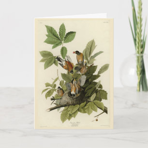 Carte American Robin from Audubon's Birds of America