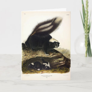 Carte American Skunk ou Striped Skunk, par Audubon