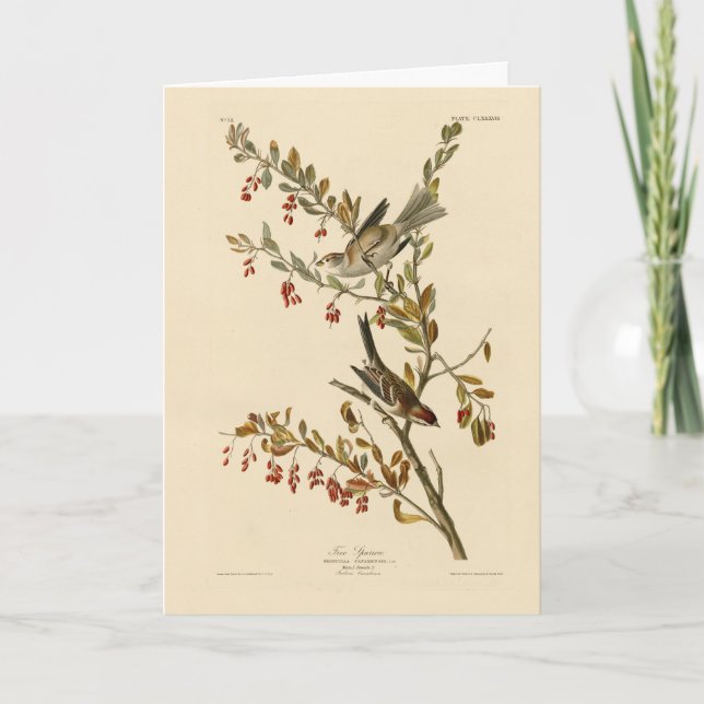 Carte American Tree Sparrow, les oiseaux d'Amérique d'Au (Devant)