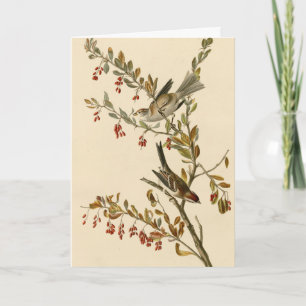 Carte American Tree Sparrow, les oiseaux d'Amérique d'Au