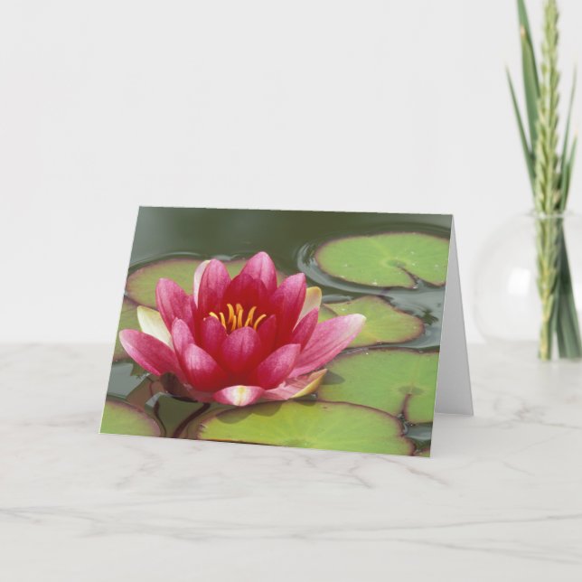 Carte Amérique du Nord, USA, WA, Seattle, Woodland Park (Devant)