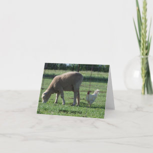 Carte Ami, mouton et poulet