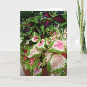 Carte Ami/pensée à vous, coleus avec le rose
