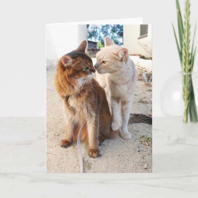 Carte Amis Chats - Romance pour Amoureux de Chats Mignon (Devant)