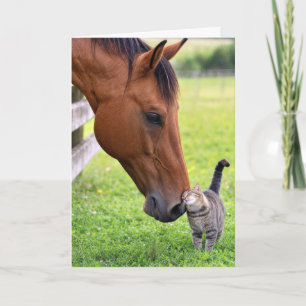 Carte Amis d'anniversaire Cheval avec chat tigré
