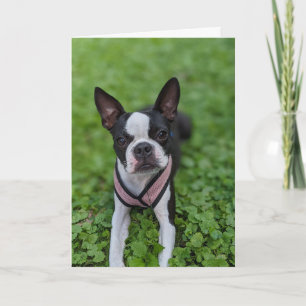 Carte Amour de Boston Terrier