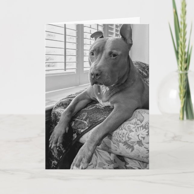 Carte Amour de pitbull (Devant)