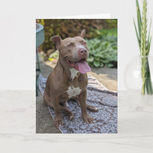 Carte Amour de Pitbull