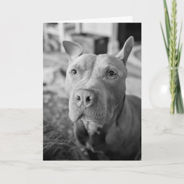 Carte Amour de Pitbull (Devant)