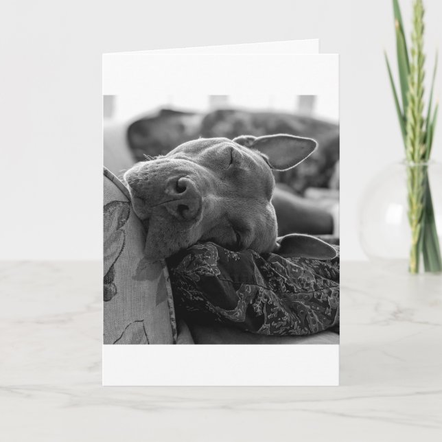 Carte Amour de Pitbull (Devant)