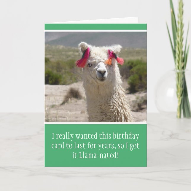 Carte Amusant Alpaca Llama Anniversaire (Devant)