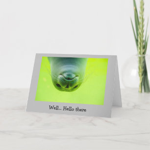 Carte Amusement Garder le contact Comment êtes-vous phoq