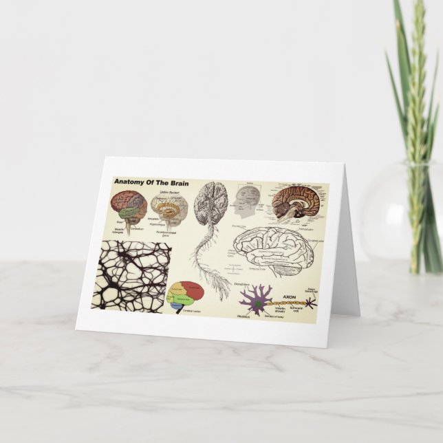Carte Anatomie du cerveau humain (Devant)