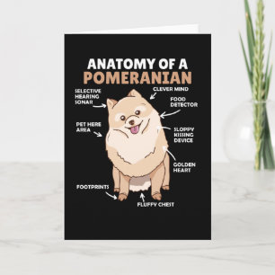 Carte Anatomie D'Un Chien Poméranien Maigre Chien Chien 