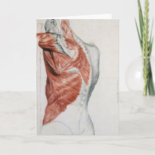 Carte Anatomie humaine ; Muscles du Torso et de l'épaule