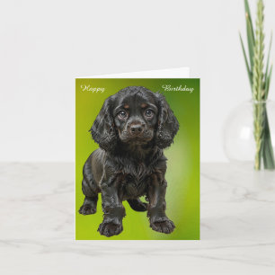 Carte Anglais Cocker Spaniel