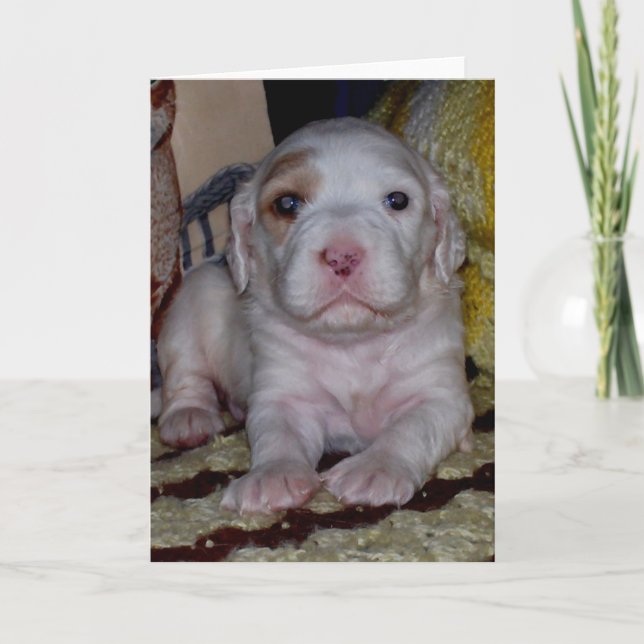 Carte Anglais Setter Puppy (Devant)