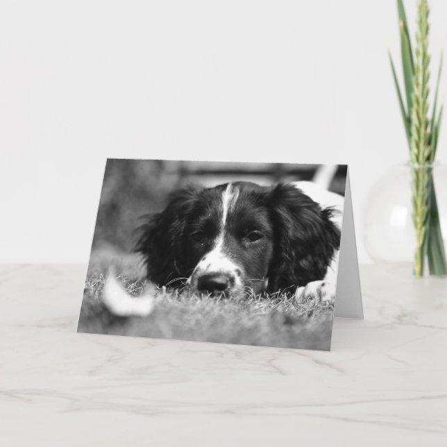 Carte Anglais Springer Spaniel (Devant)