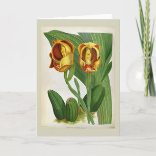 Carte Anguloa Ruckerii Sanguine Lindenia Orchid