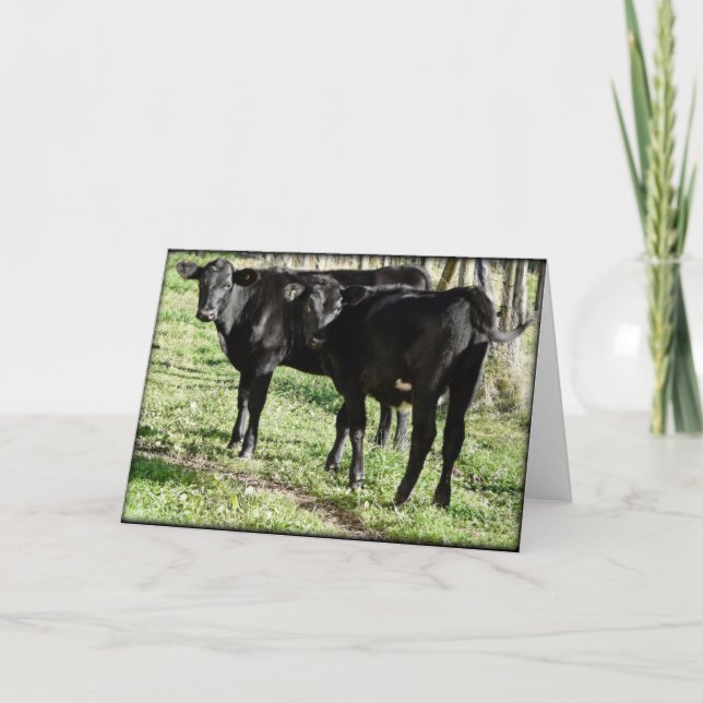 Carte Angus noir Heifer Calves (Devant)