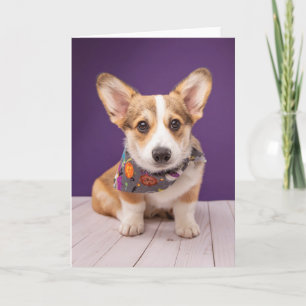 Carte Animaux Bébés les Plus Mignons   Halloween Corgi