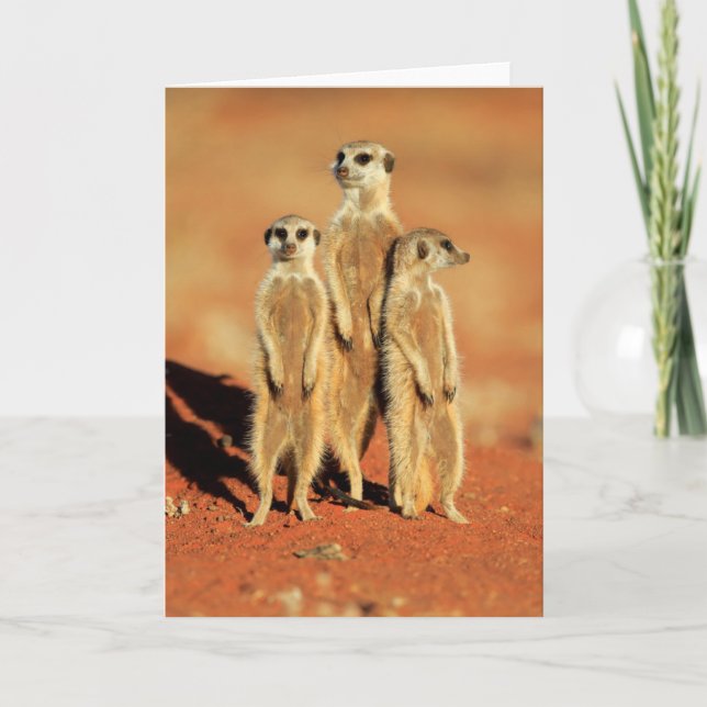 Carte Animaux de bébés cutest | 3 Meerkats (Devant)