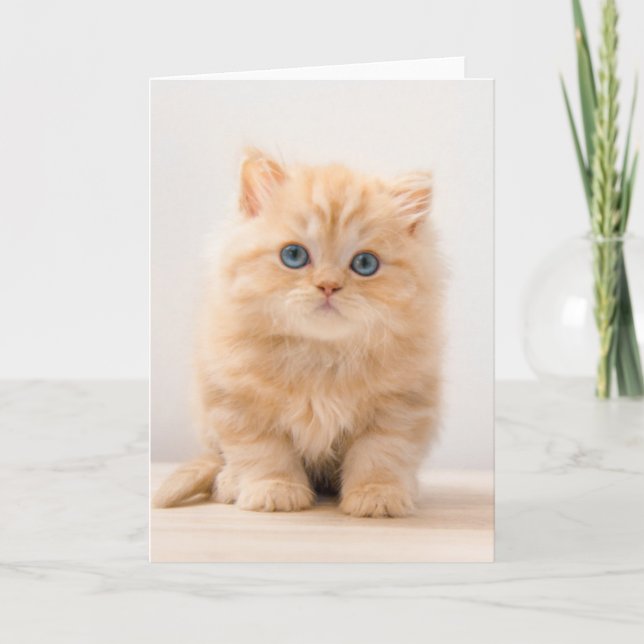 Carte Animaux de bébés cutest | A British Longhair Kitte (Devant)